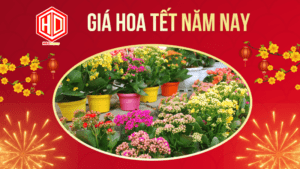 Giá hoa tết năm nay hứa hẹn có nhiều biến động